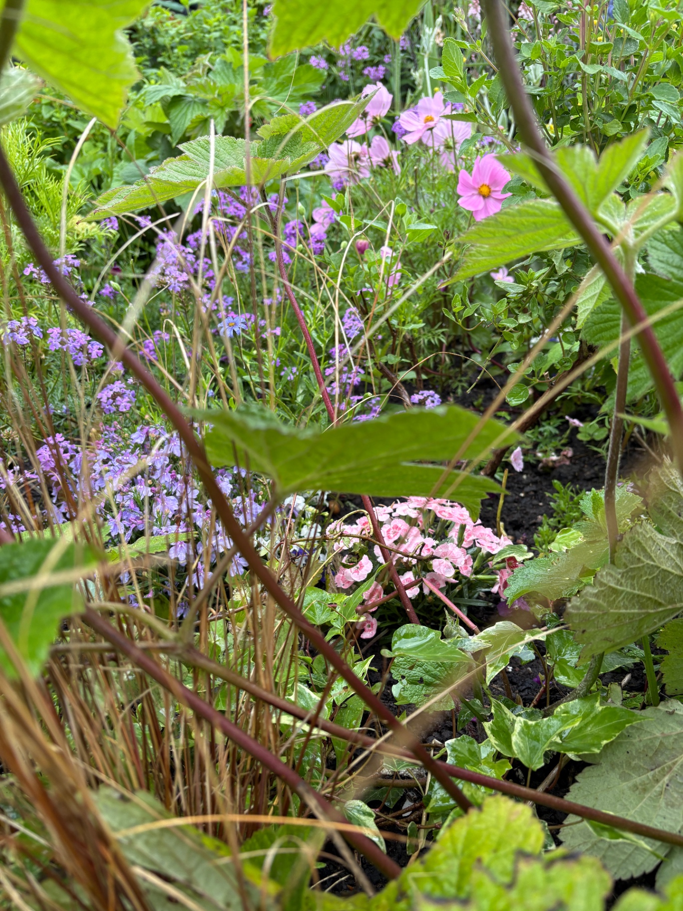A gently restored cottage border with existing plants tidied and given space