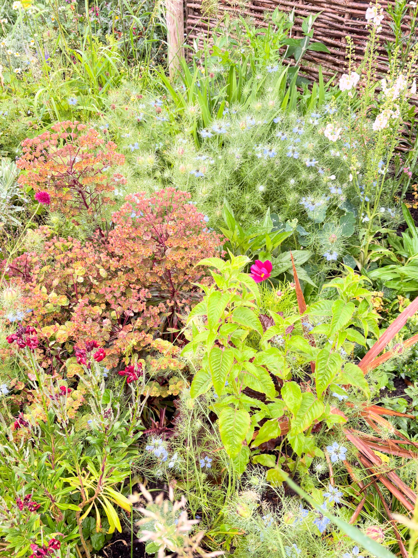 Acid-green euphorbia flowers among a mixed border in early summer